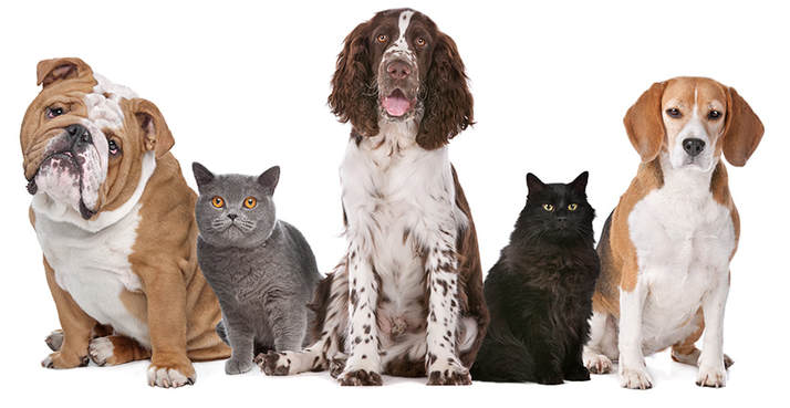 Cats and dogs